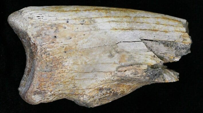 Struthiomimus Claw - Two Medicine Formation, Montana #6963